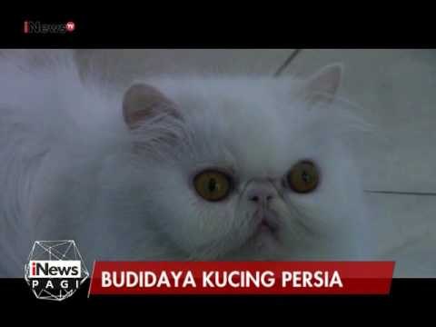 Asiknya memiliki hobi budidaya kucing Persia - iNews Pagi 03/03