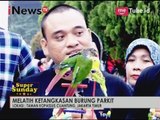 Melatih ketangkasan burung Parkit Part 03 - Super Sunday 19/03