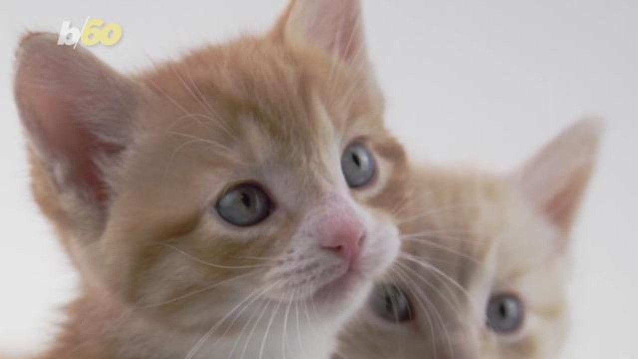 Traveling With Your Pet? Here Are Some Useful Do's and Don'ts