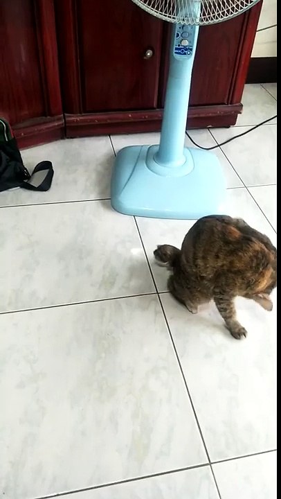 Un chat percuté par une voiture / A cat hit by a car