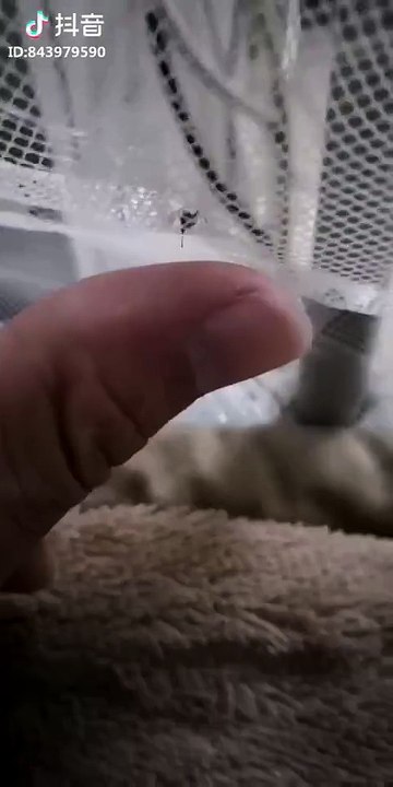 Troller un moustique / Trolling a mosquito