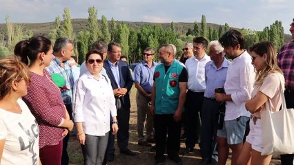 Türkiye'nin en büyük lavanta tarlasında hasat başladı - BURDUR