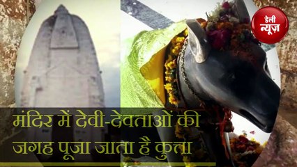 अनोखा Mandir, जहां देवी-देवताओं की जगह पूजा जाता है Kutta