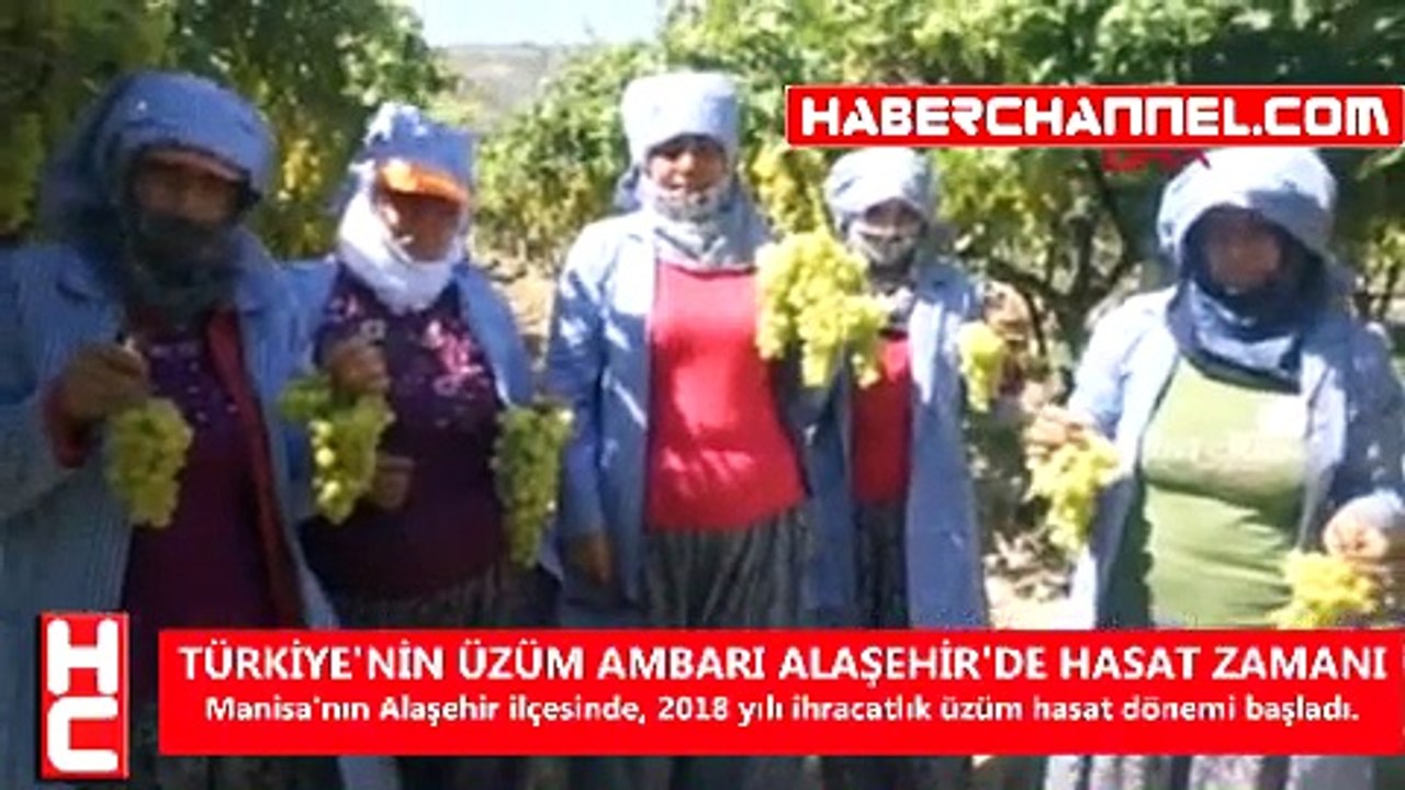 TÜRKİYE'NİN ÜZÜM AMBARI ALAŞEHİR'DE HASAT ZAMANI
