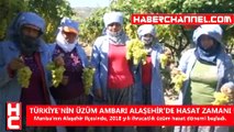 TÜRKİYE'NİN ÜZÜM AMBARI ALAŞEHİR'DE HASAT ZAMANI