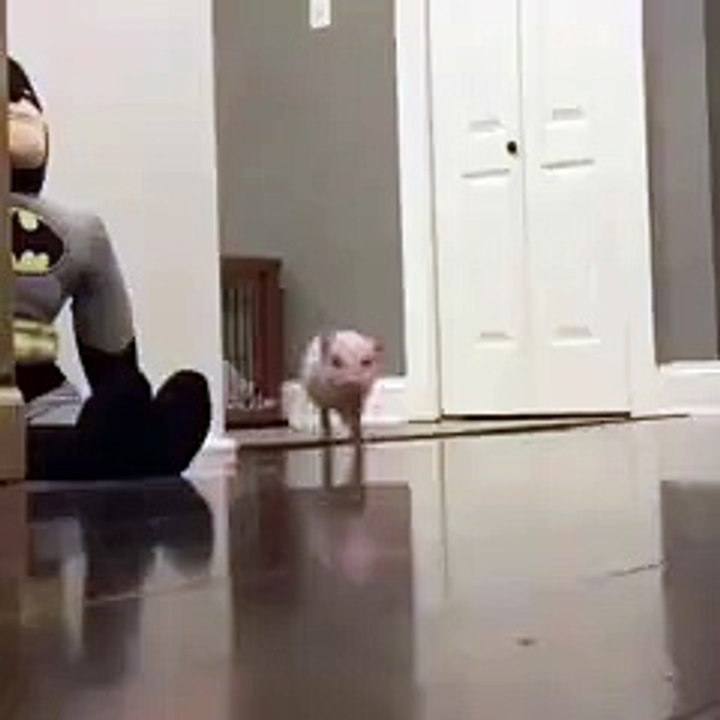 Can't stop watching this