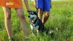 Traveling With Your Pet? Here Are Some Useful Do's and Don'ts