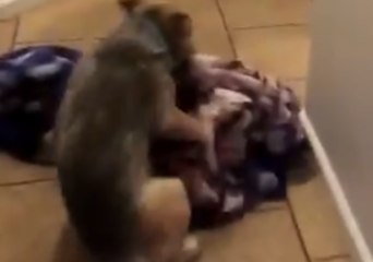 #WhatTheFluffChallenge Goes Wrong as Dog Humps Blanket