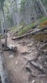 Des Australiens tombent sur un grizzly pendant une rando au Canada