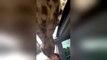 Des girafes viennent manger dans une voiture