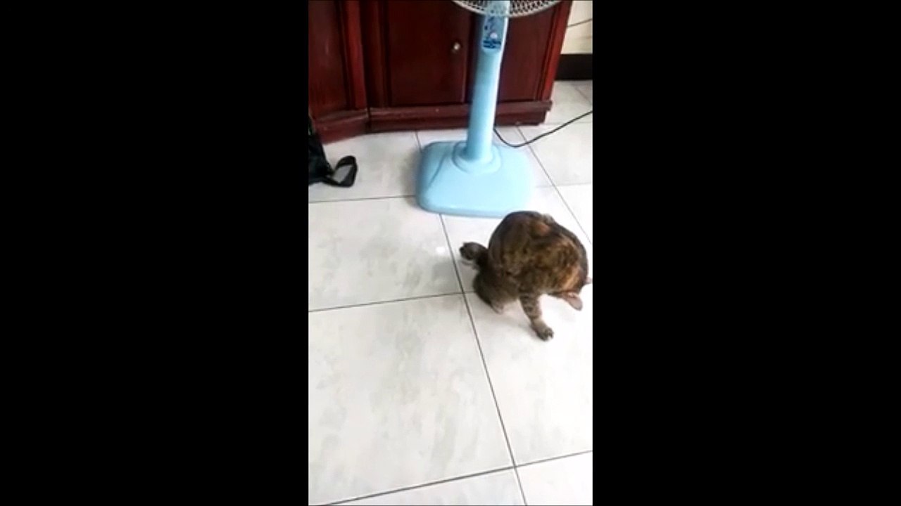 Un chat percuté par une voiture Vidéo Dailymotion