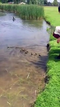 Une cane adopte 10 bébés canards orphelins... Adorable