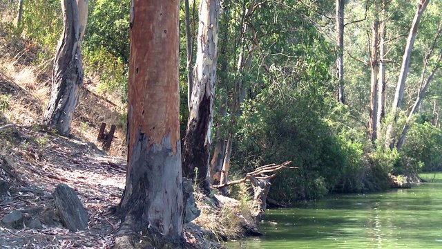 Genes que saltan entre especies de animales y plantas