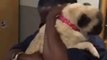 Pug Taken During Burglary Is Reunited With Owner in Emotional Video