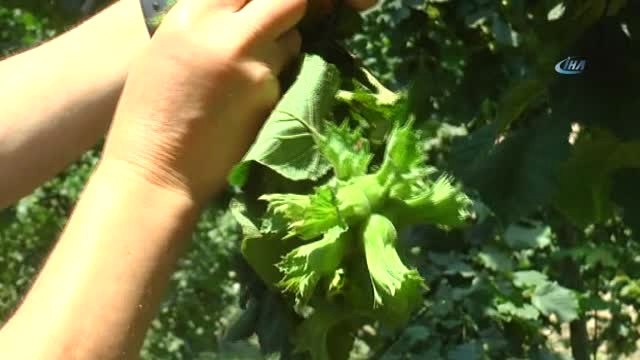 Giresun Keşap Fındık Üreticileri Birliği Başkanı Mustafa Şahin: Serbest Piyasada Fındık Fiyatları...