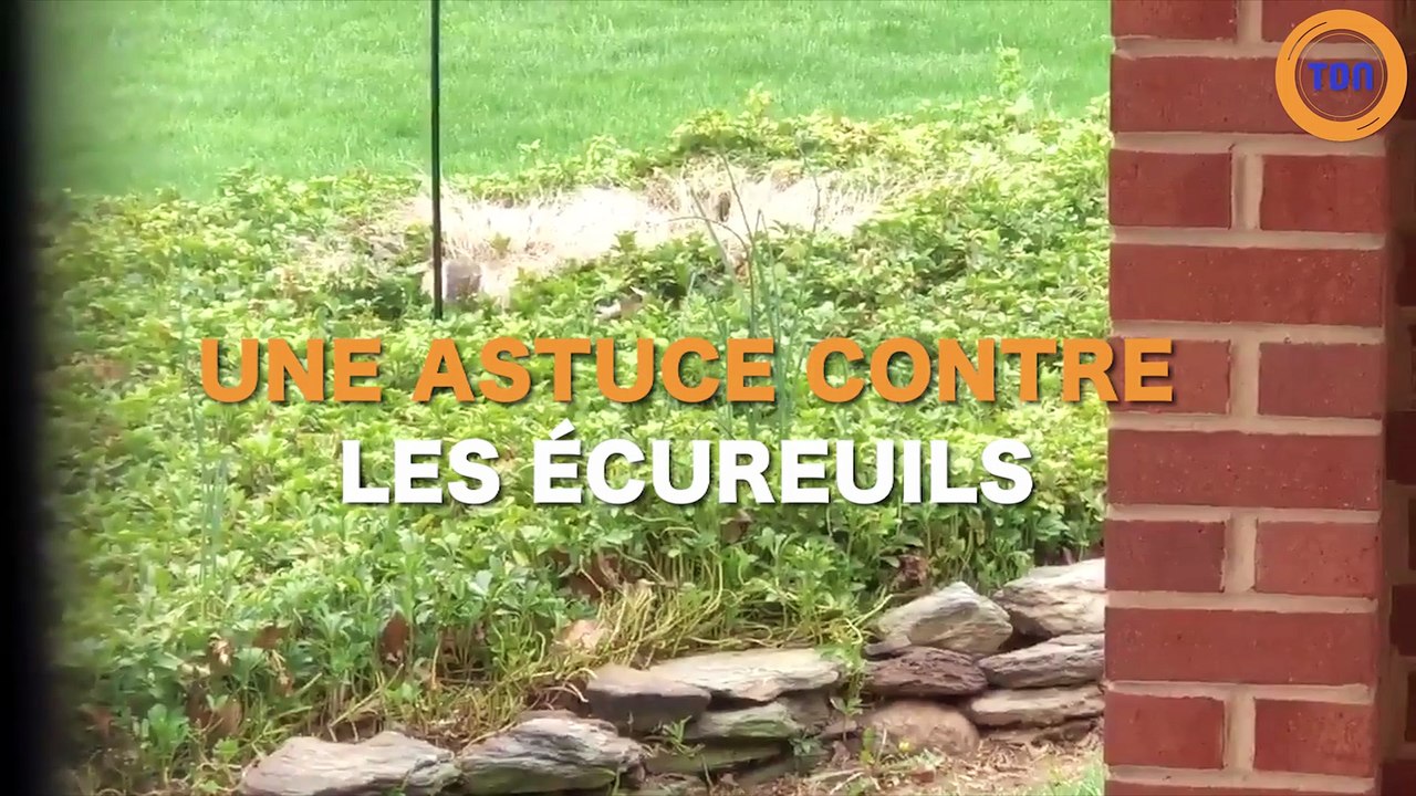 Les écureuils ces petits voleurs