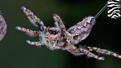 Ballooning spiders use electric fields to fly
