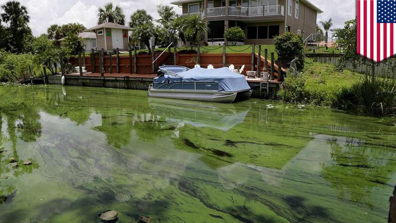 Florida waters threatened by algae