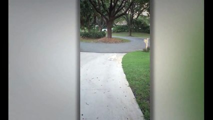 Drole - Mignon, chiot, luttes, Porter, journal