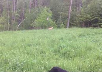 Dog Literally Jumps for Joy in Summer Rain