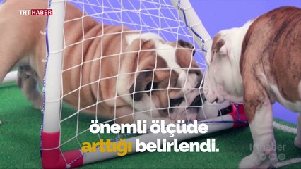 İngiliz taraftarlar için alternatif fikstür: Köpek yavrusu futbolu