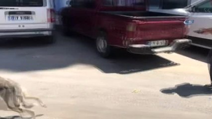 Birecik'te Başıboş Köpekler Bayıltılarak Barınaklara Götürüldü