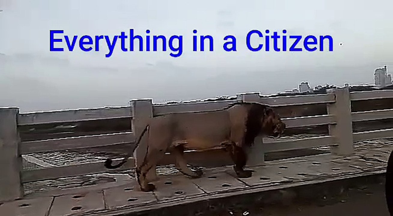Lion walking on the bridge