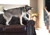 Husky Is Not Easily Fooled by 'What the Fluff' Challenge