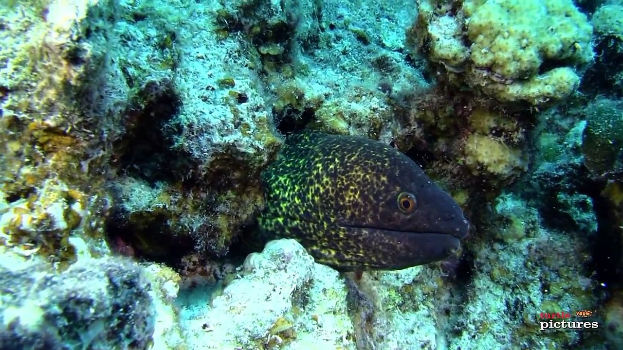 Tauchen mit den RedSea Divers Juni 2013