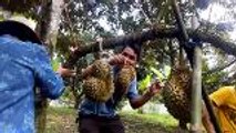 Durian still a hit despite Thailand's dwindling season