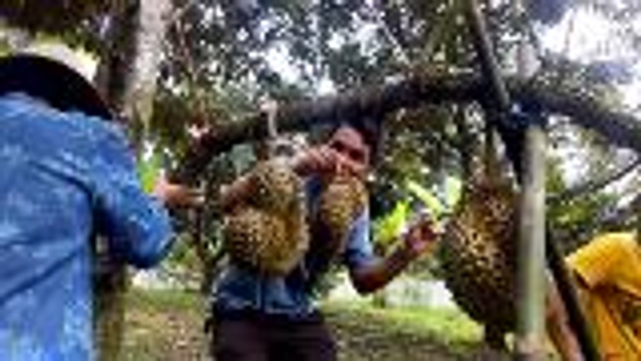 Durian still a hit despite Thailand's dwindling season