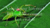 Visualizing Internal Retinal Movement in Lyssomanes viridis jumping spider