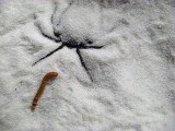 Feeding The Sand Spider Part 1