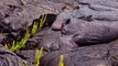 Follow a Lava River s Mesmerizing Path of Destruction Short Film Showcase