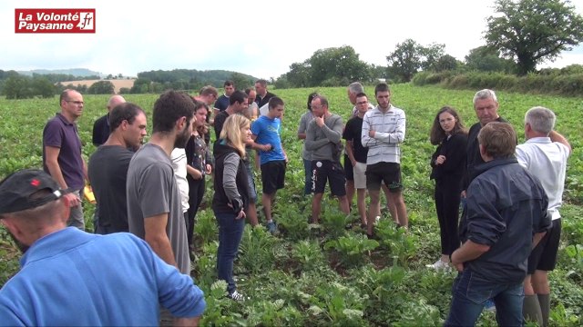 Betterave fourragère à Rignac et Druelle