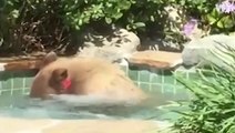 Neighborly Bear Soaks In A Hot Tub, Drinks Margarita