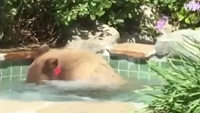 Neighborly Bear Soaks In A Hot Tub, Drinks Margarita