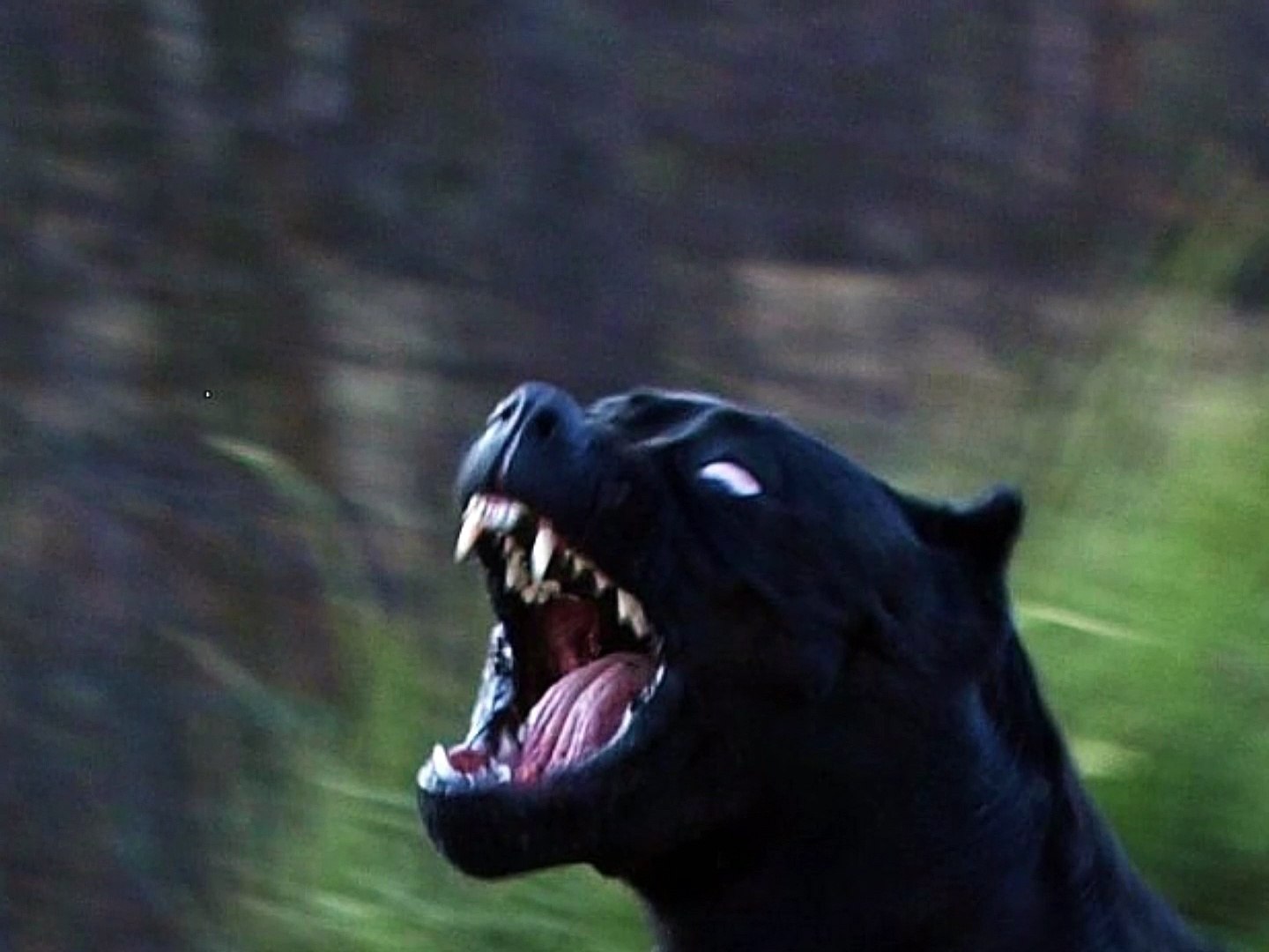 black panther pitbull dog - Vídeo Dailymotion