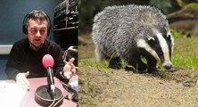 BBC Radio Somerset - Claire Carter 9Jul18 - Dominic Dyer discusses the high court legal challenge against the badger cull policy