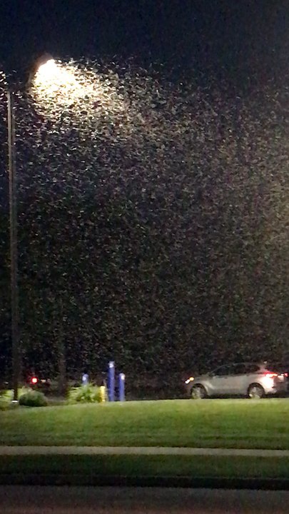 Huge Swarms of Mayflies Surround Lights