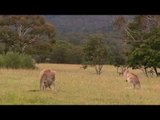 Volvo Cars begins Australian tests for kangaroo safety research | AutoMotoTV