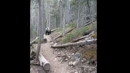 Des Australiens rencontrent un grizzly (Canada)