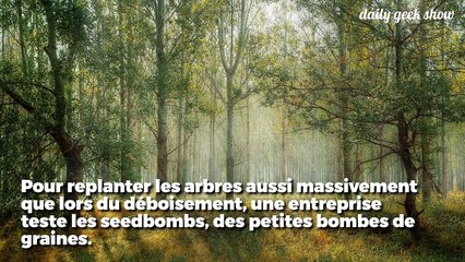 Face à la déforestation massive, ces "bombes" vont reboiser des régions entières