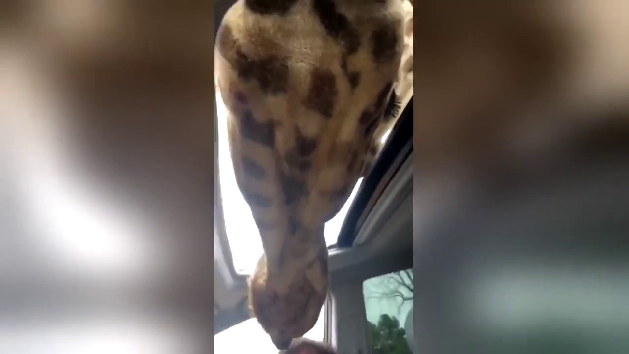 Des girafes viennent manger à l'intérieur de leur voiture !