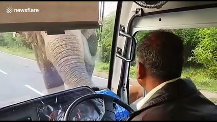 Driver gets clobbered by elephant’s trunk as it steals bananas from bus