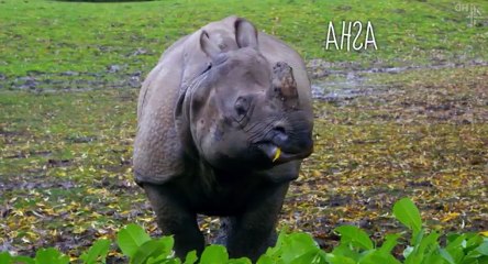 The Secret Life of the Zoo S03 - Ep01 Ep 1 HD Watch