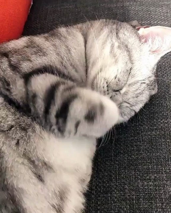 My cat is sleeping in peacefull way video Dailymotion
