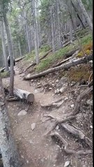 Croiser un Grizzly en pleine forêt ! Panique...