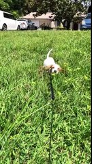 Скачать видео: Trop mignon : ce bébé chien galère dans les hautes herbes !