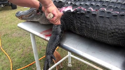 how to skin, de-bone and flesh out an alligator